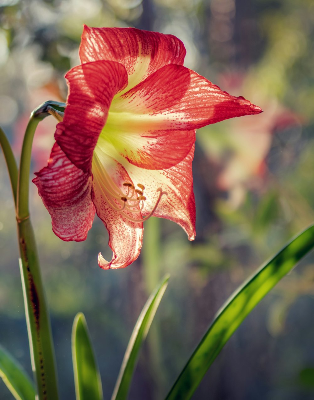 red petaled flower