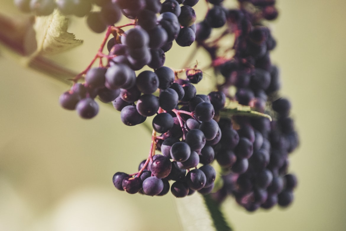 Growing Elderberries