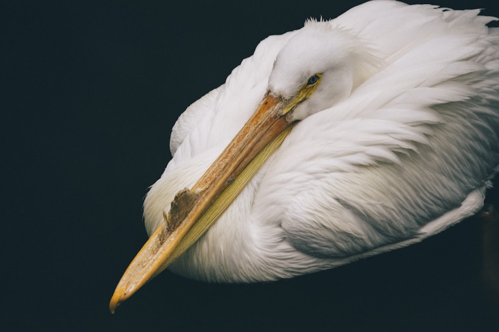 white long-beak bird