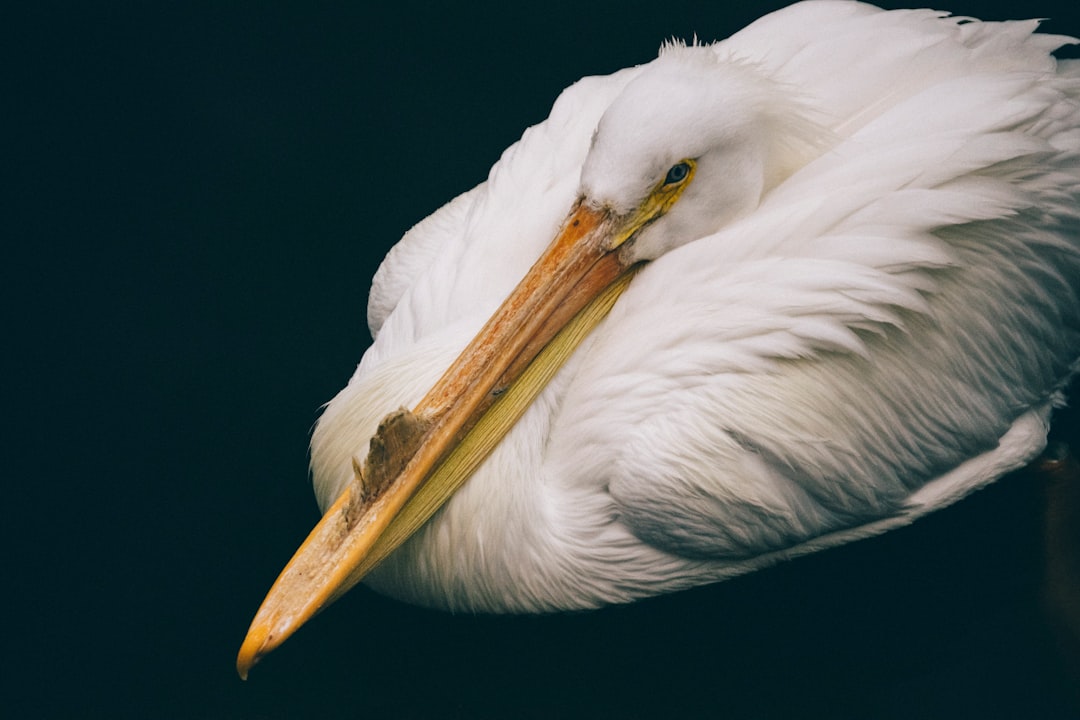 white long-beak bird