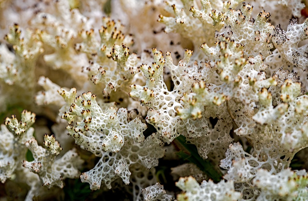 white and yellow coral reefs