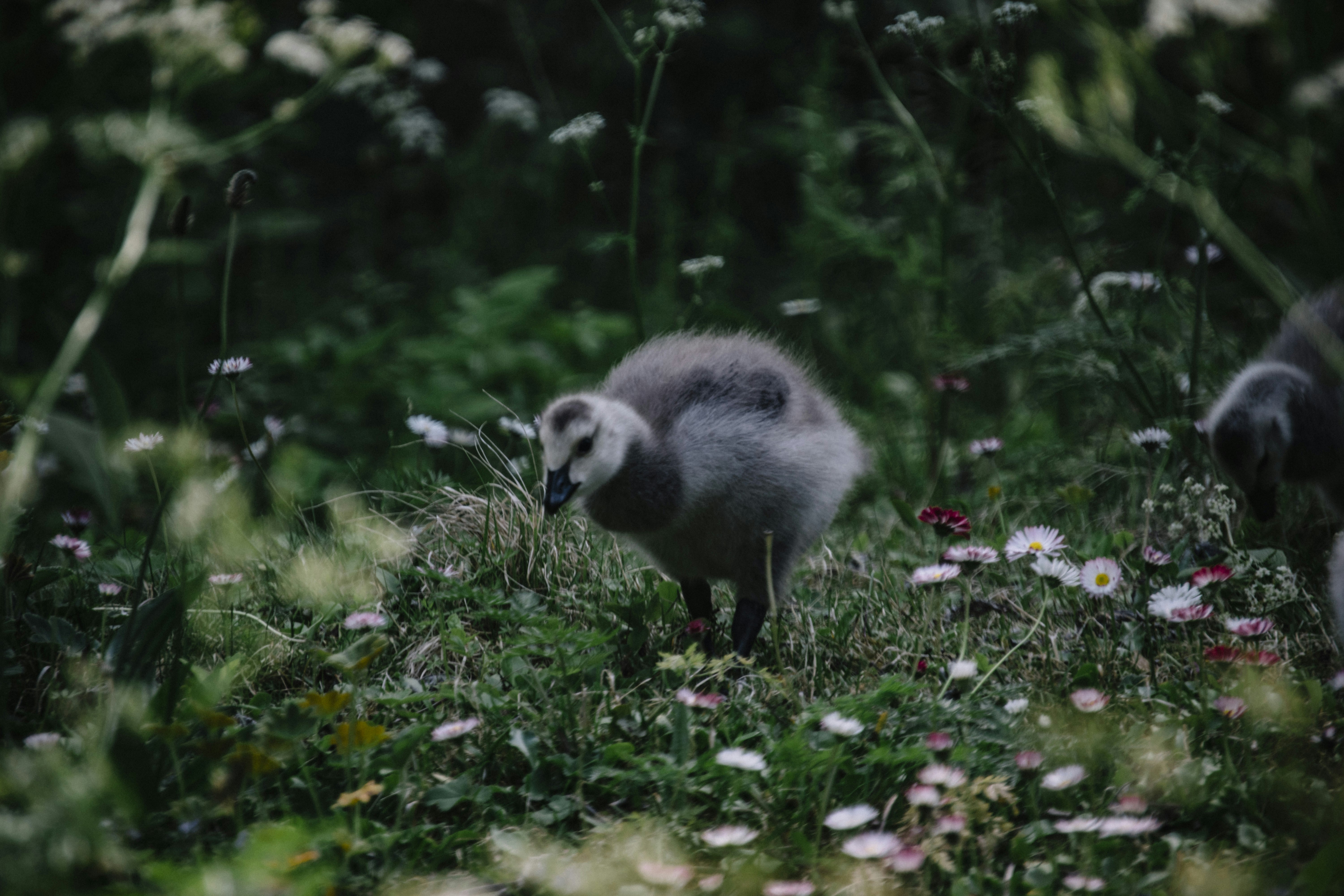 gray chick standing on grass