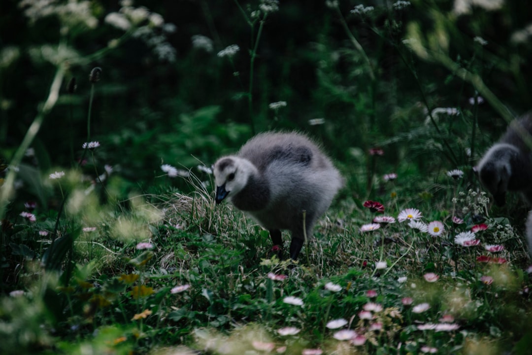 gray chick standing on grass