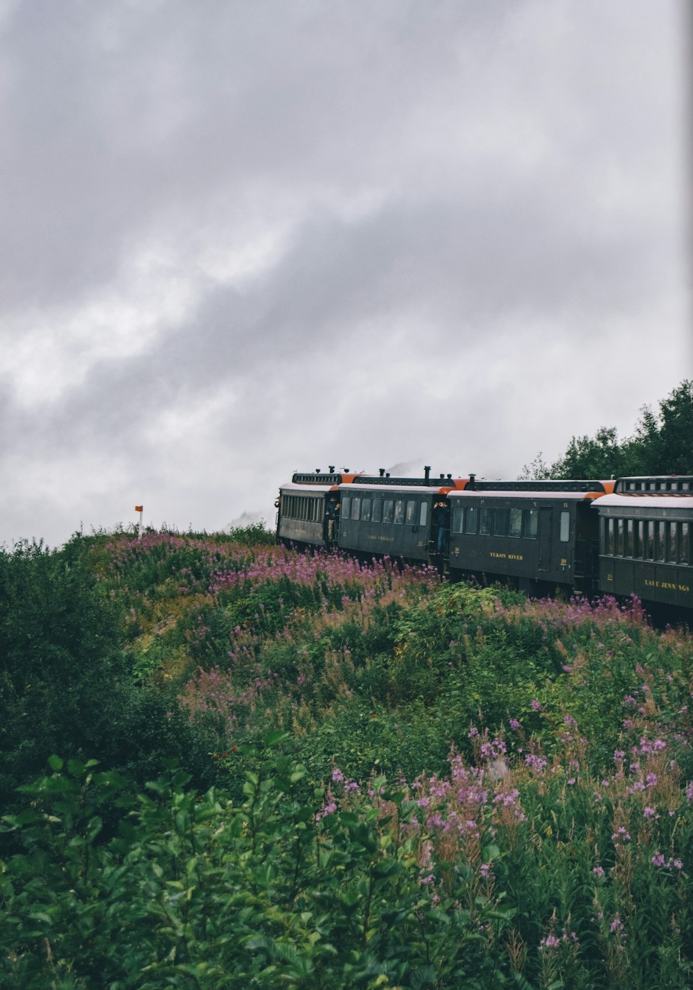black train beside flower field at daytime