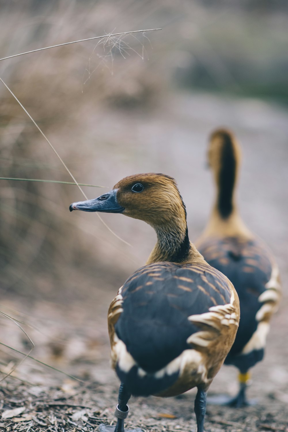 two brown-and-black mallard ducks