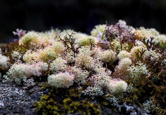 close-up photography of corals
