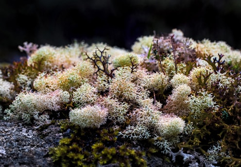 close-up photography of corals