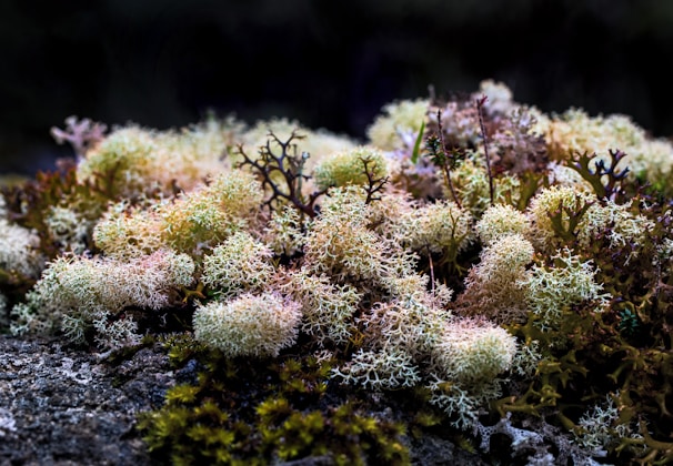 close-up photography of corals