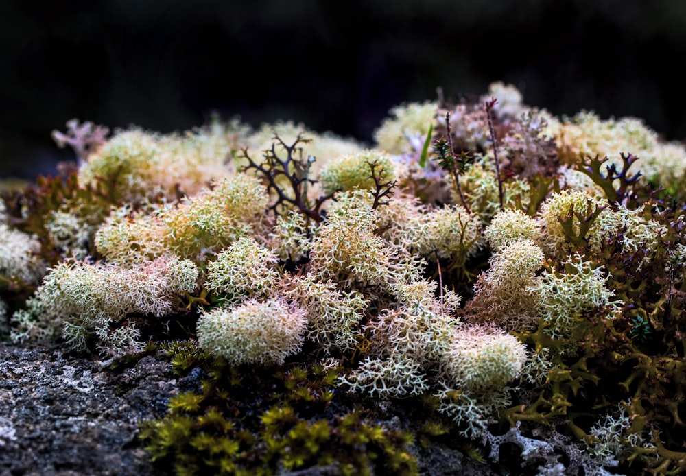 fotografia em close-up de corais