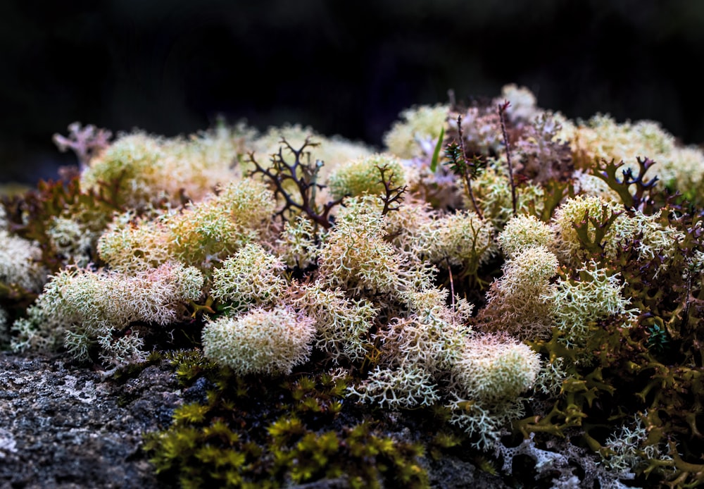 close-up photography of corals