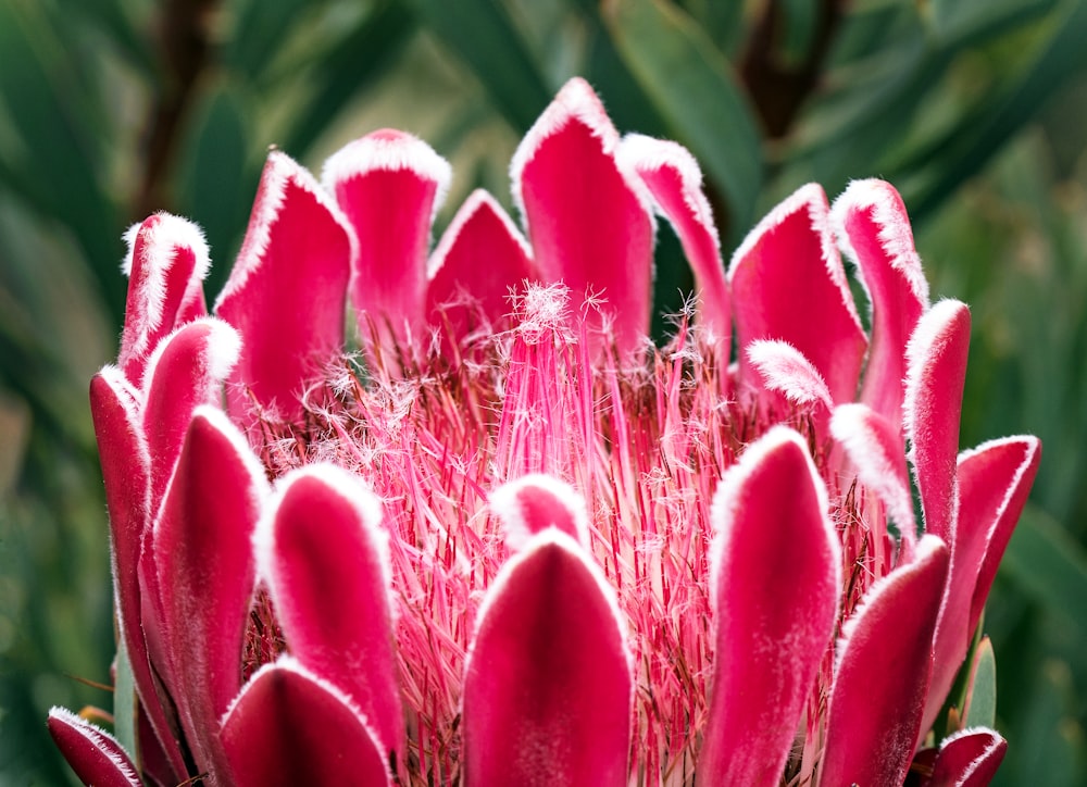 Selektive Fokusfotografie von rotblättrigen Blüten bei Tag