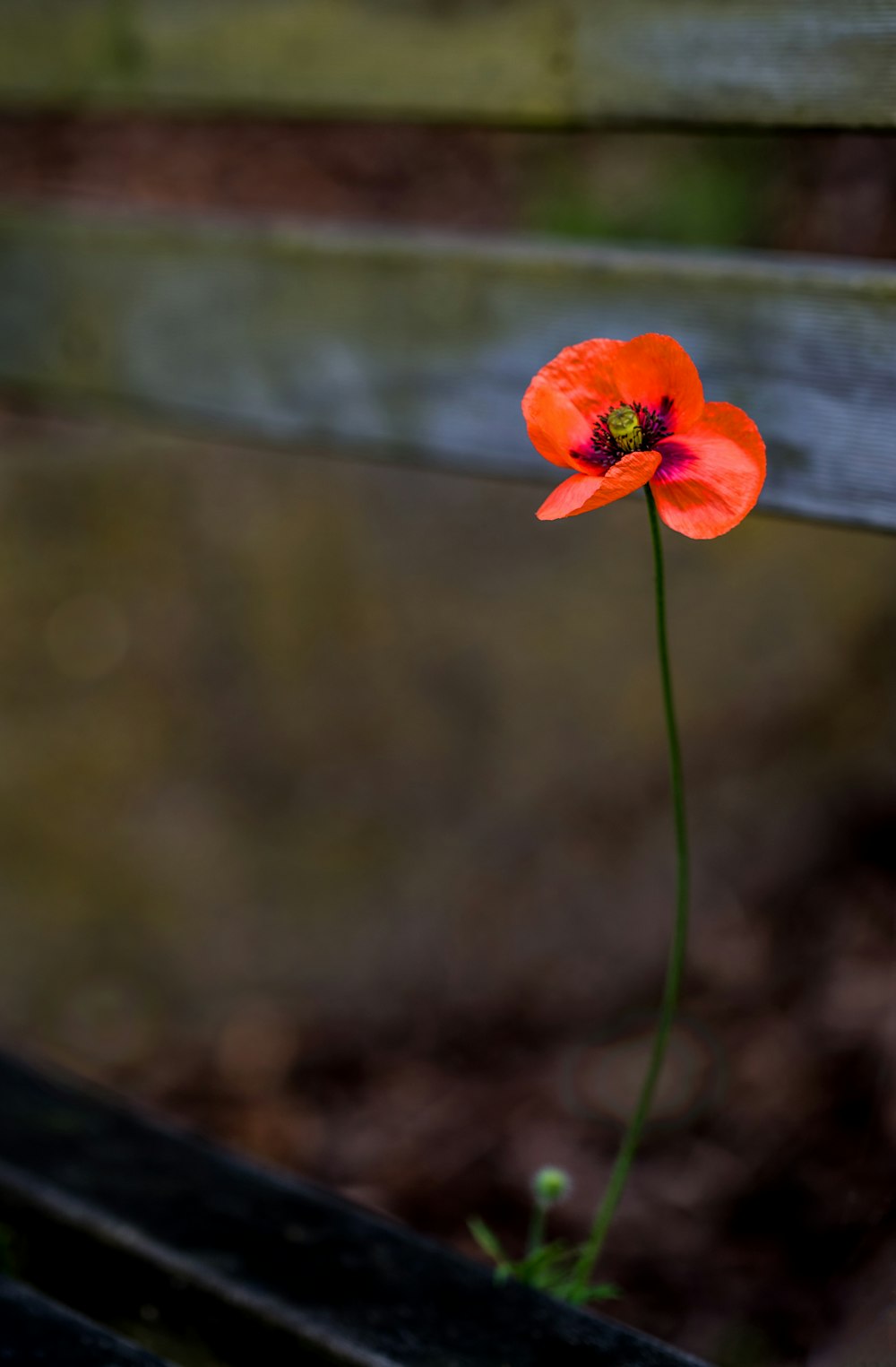 orange petaled flower