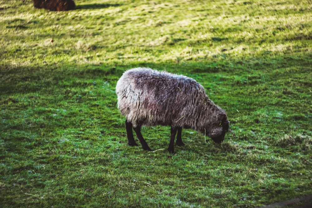 sheep eating grass