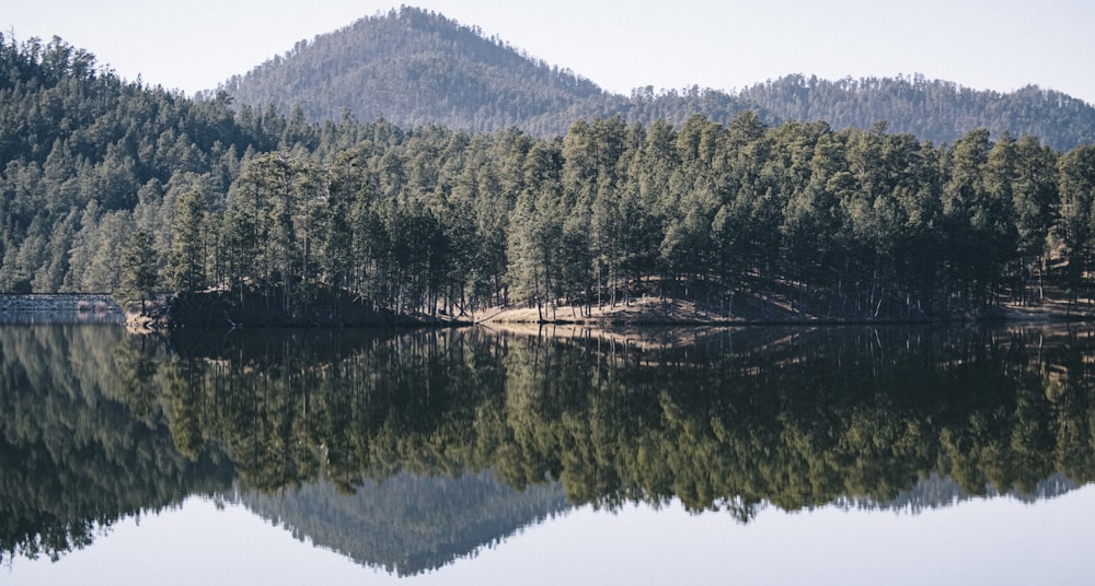 green trees along river