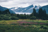 flower field under white sky