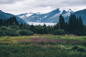 flower field under white sky