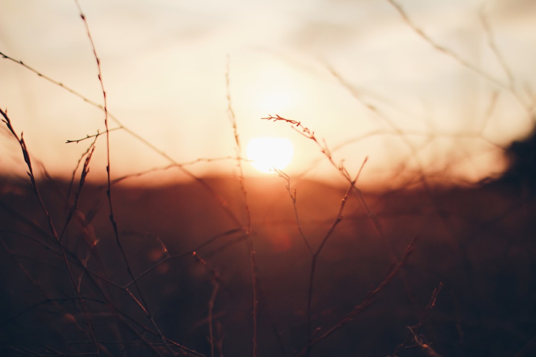 selective focus photography of twigs