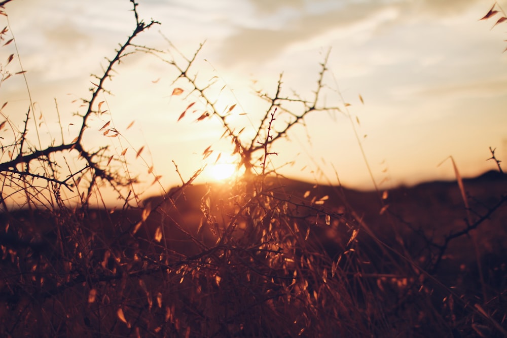 brown-leafed plant on golden hour