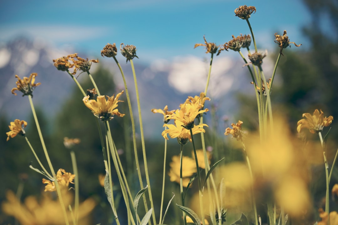 yellow flowers