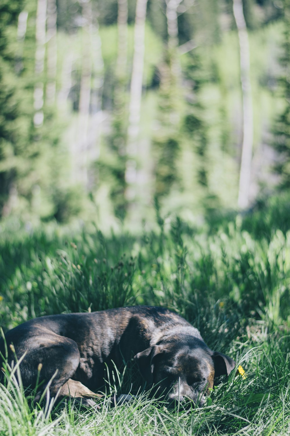 short-coated black dog