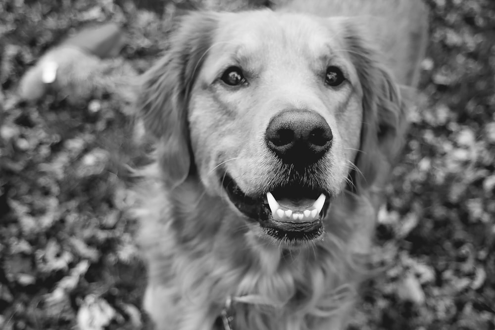 long-coat dog standing on ground in greyscale photography