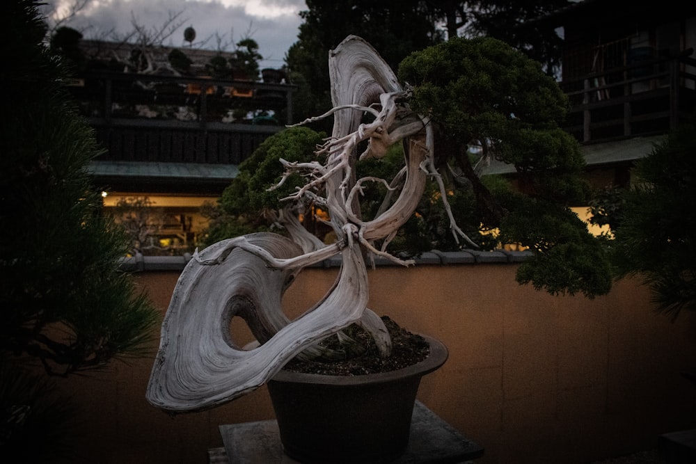 bonsai plant in black pot