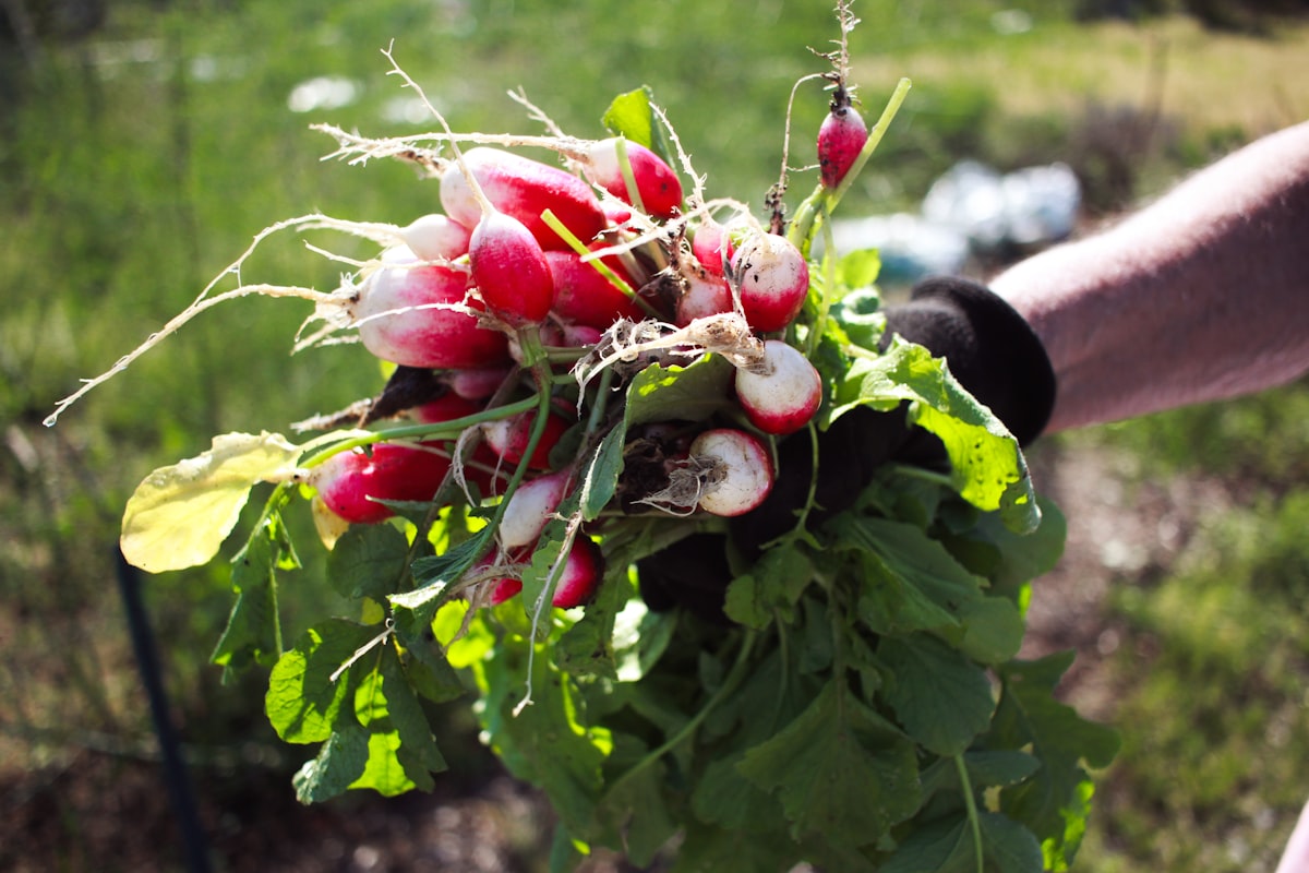 Neighbors sharing harvest from community garden