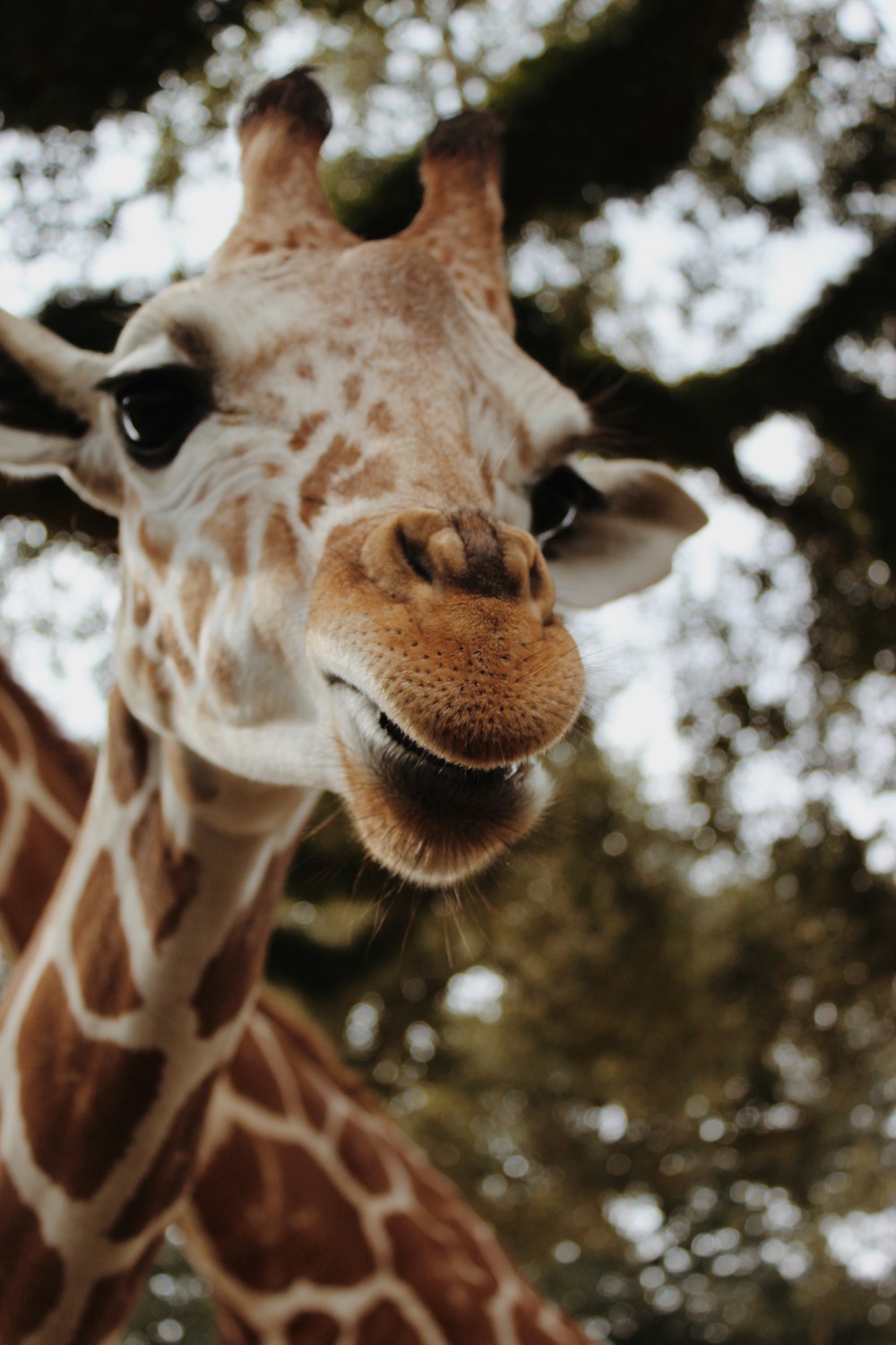 selective focus photography of brown girafe