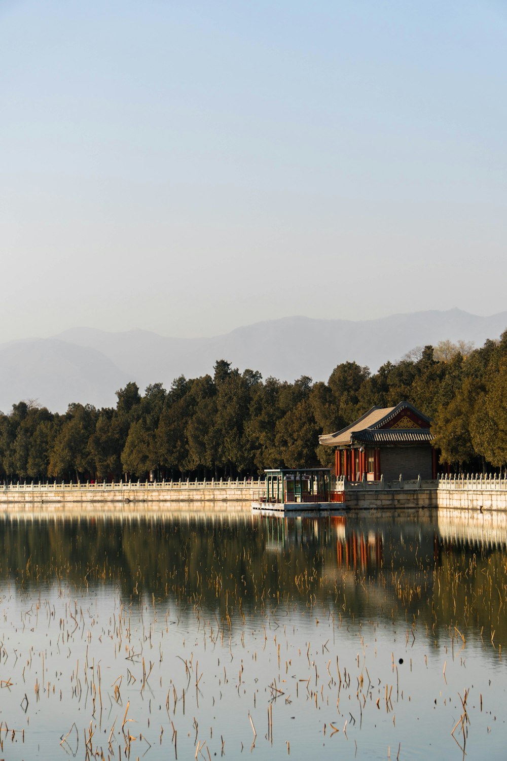 green trees beside body of water