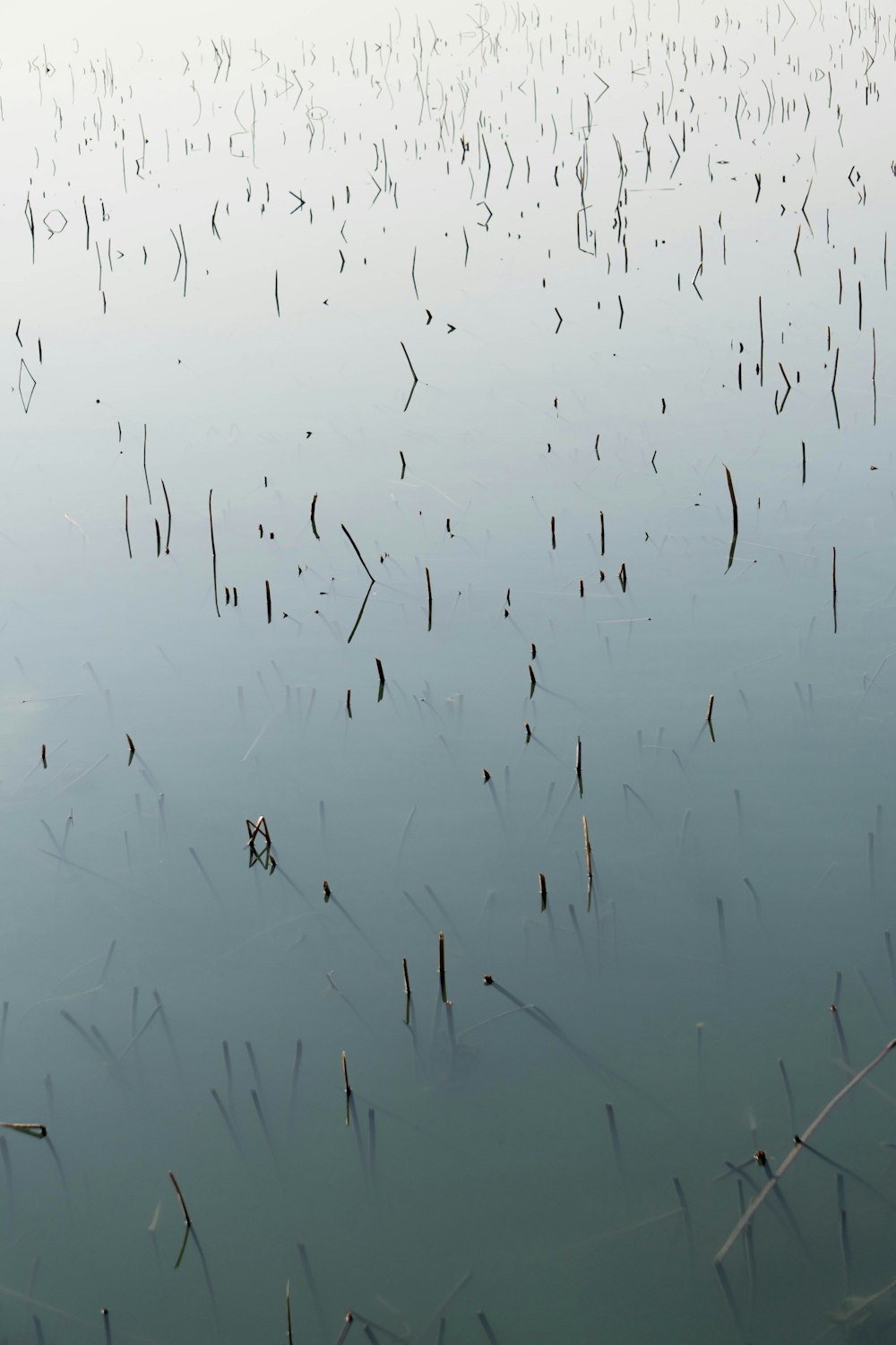 plants growing on body of water