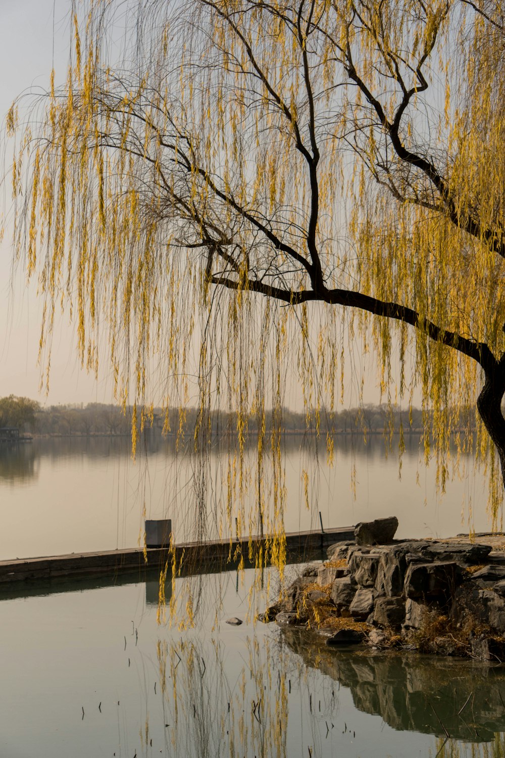 a tree with yellow leaves next to a body of water