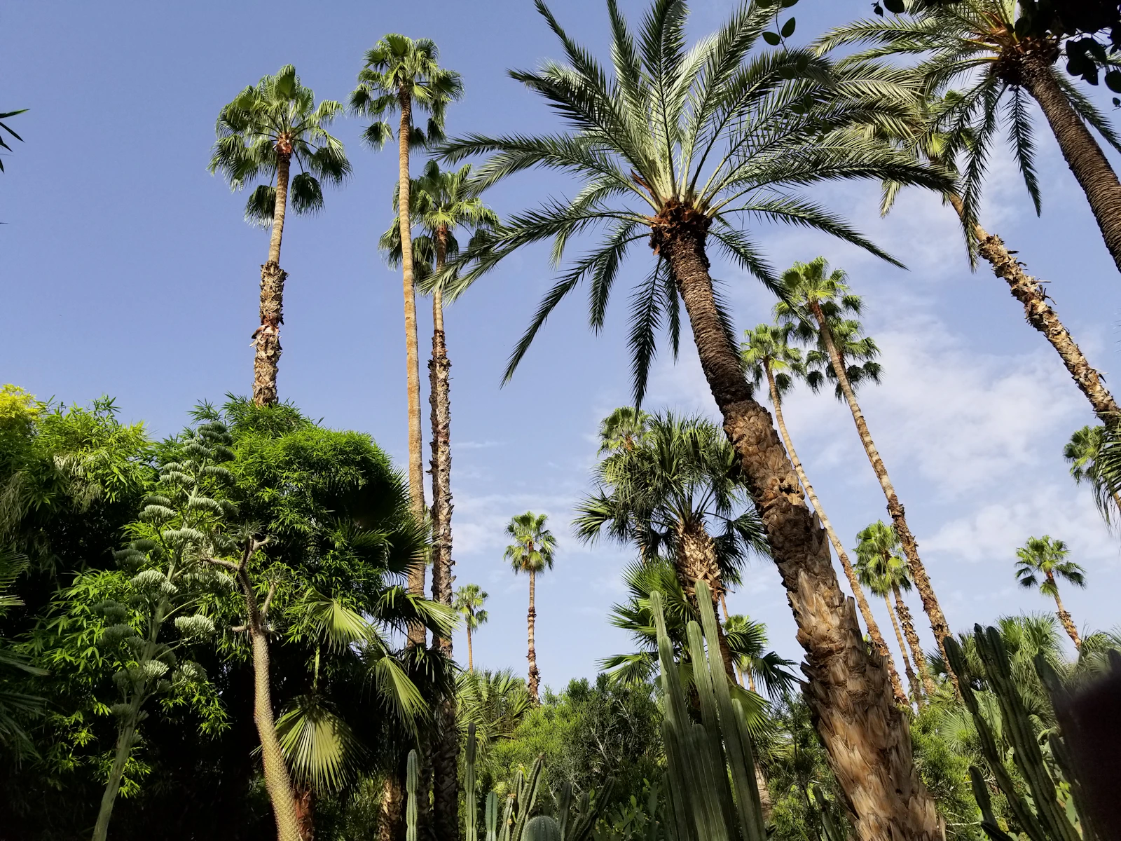 Palm trees in a Marrakech garden