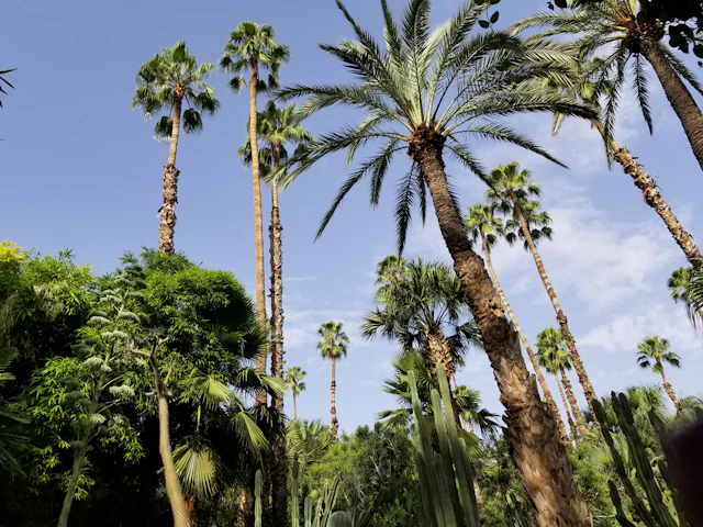 Palm trees in a Marrakech garden