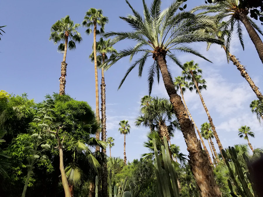 La palmeraie