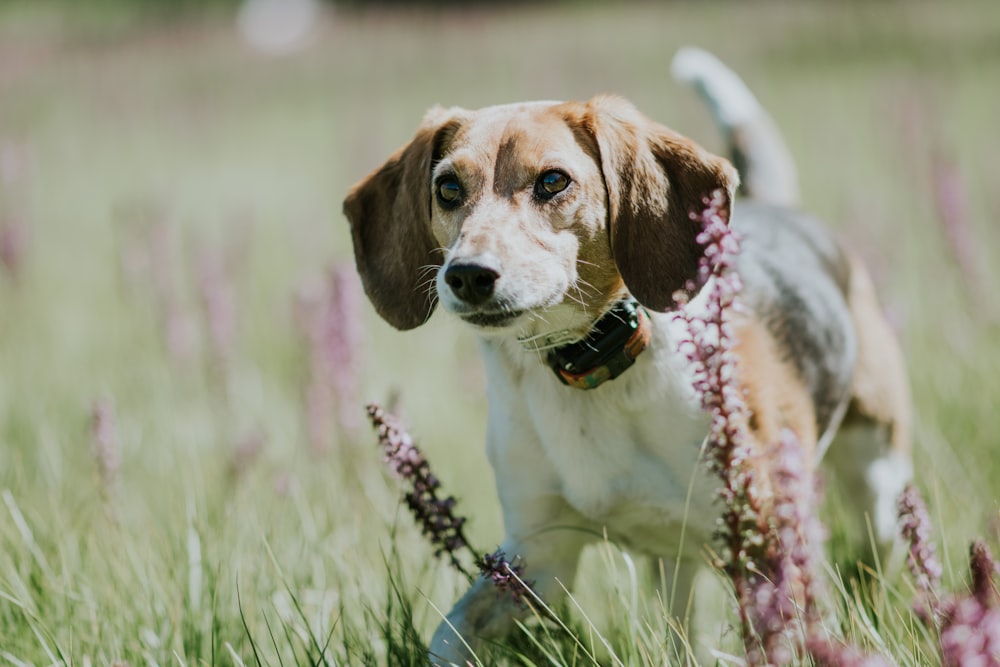 short-coated white and brown puppy on grass field