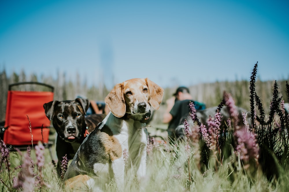 two black and brown dogs