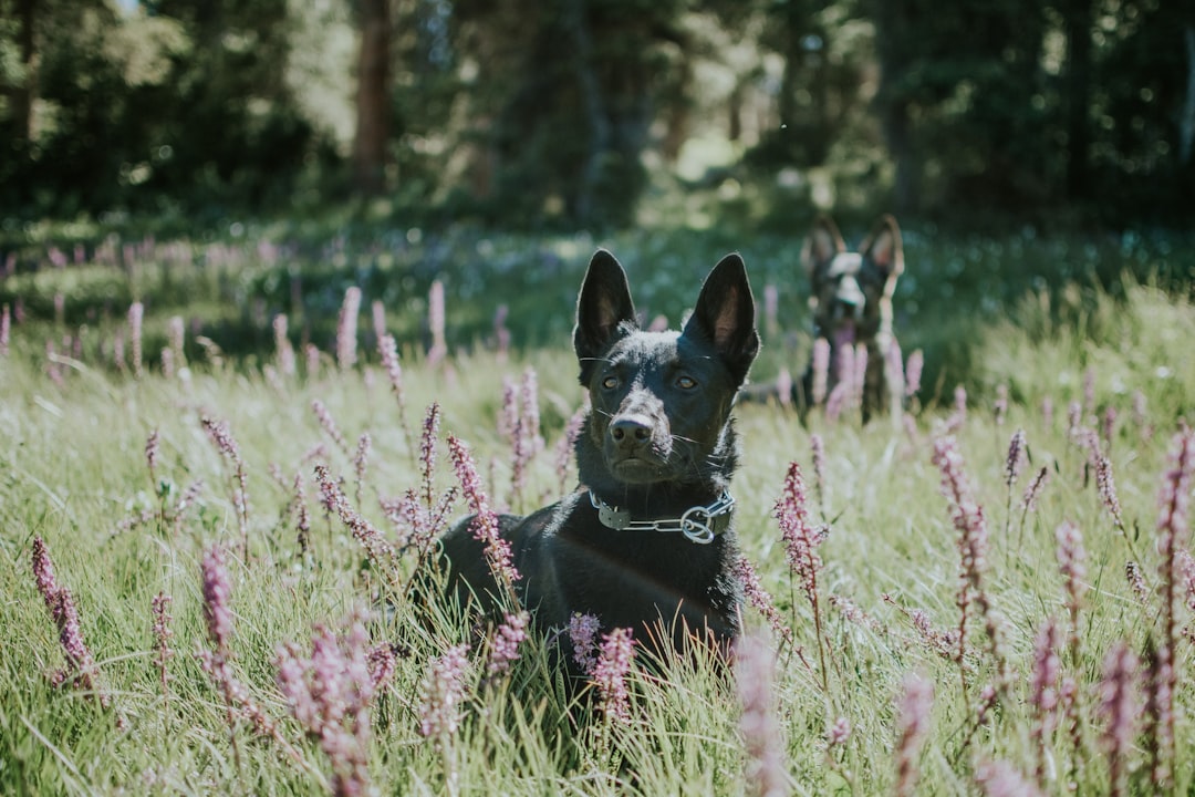 selective focus photography of black dog on green grass near woods during daytime