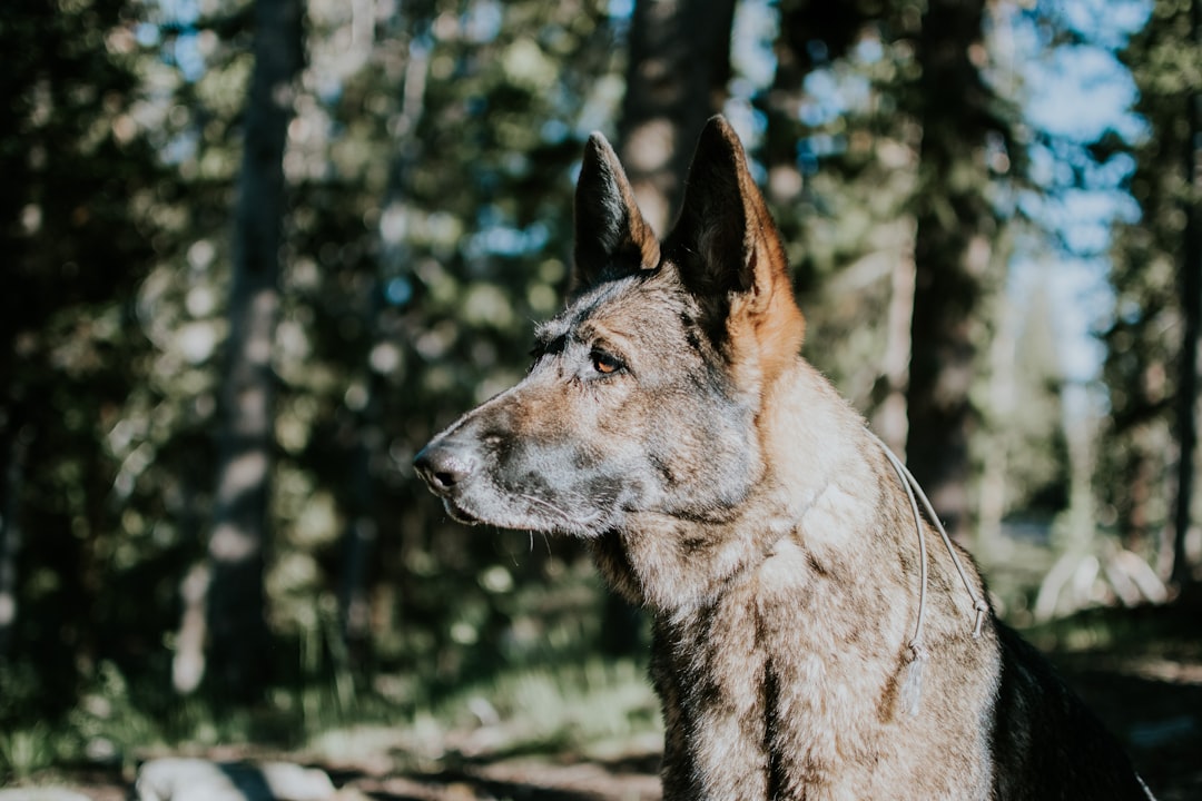 selective focus photography of dog in forest