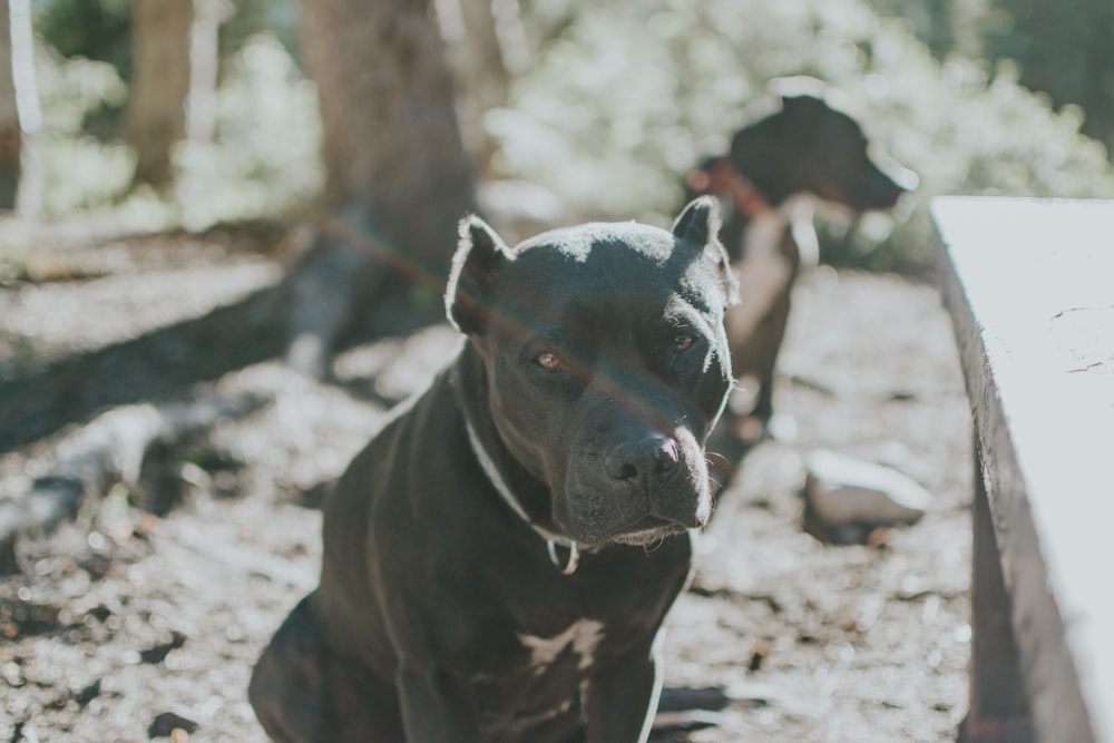 short-coated black dog sitting beside bench