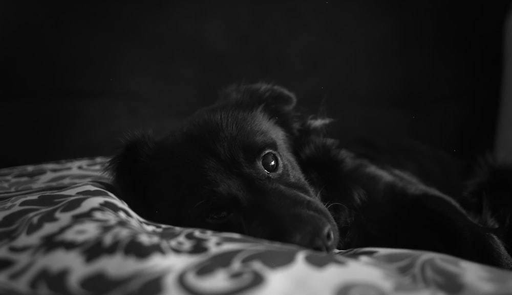 grayscale photography of dog lying