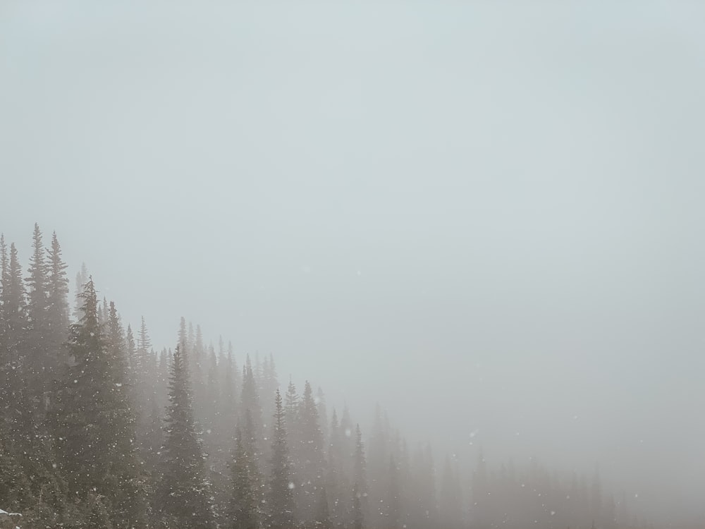 thick grey fog over the pine trees