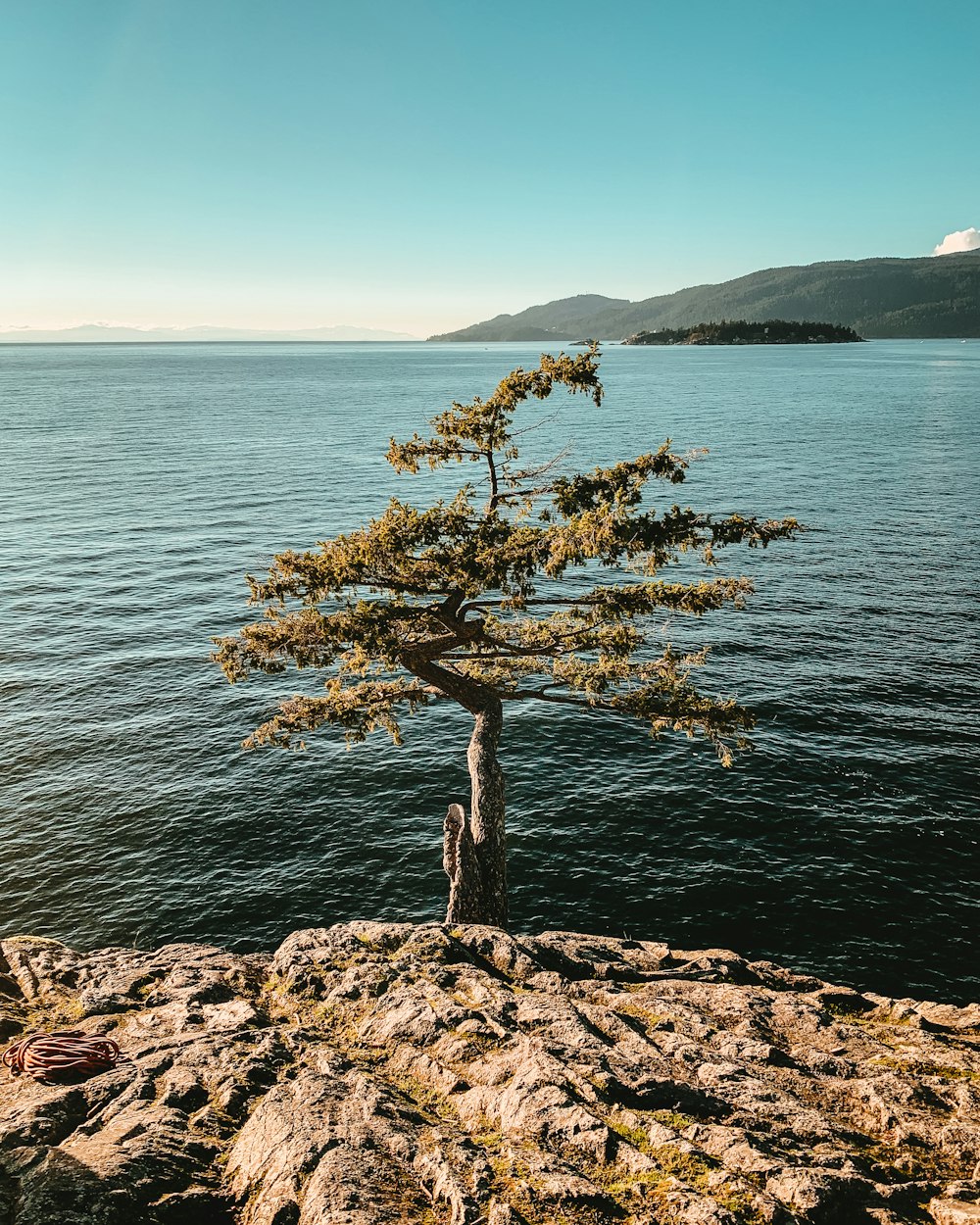 green tree near seashore viewing calm sea