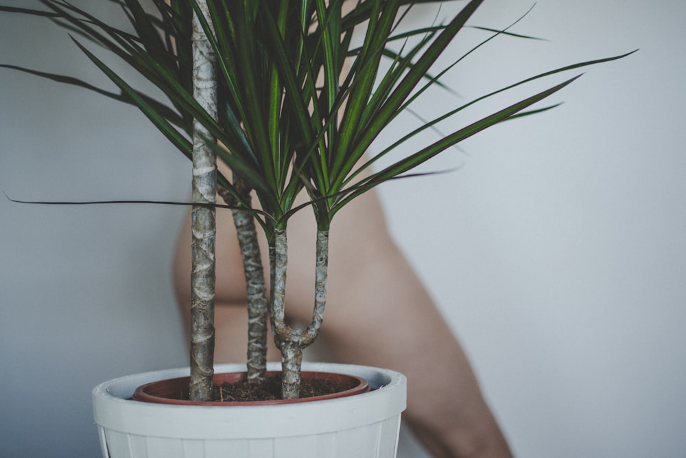 linear green leaf on white pot