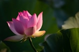 close-up photography of pink petaled flower