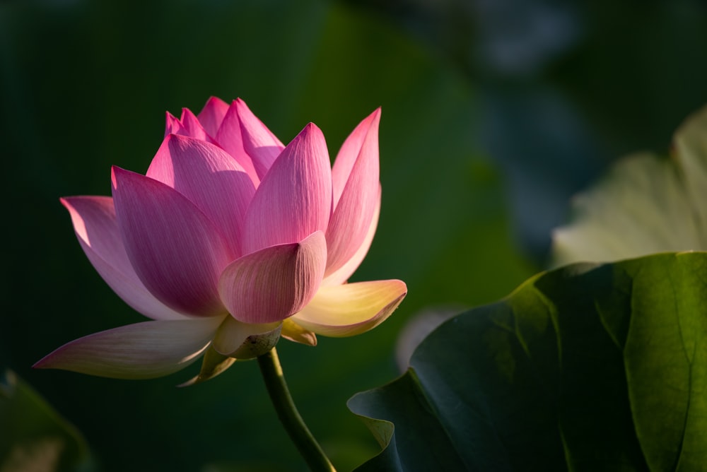 fotografia ravvicinata di un fiore dai petali rosa