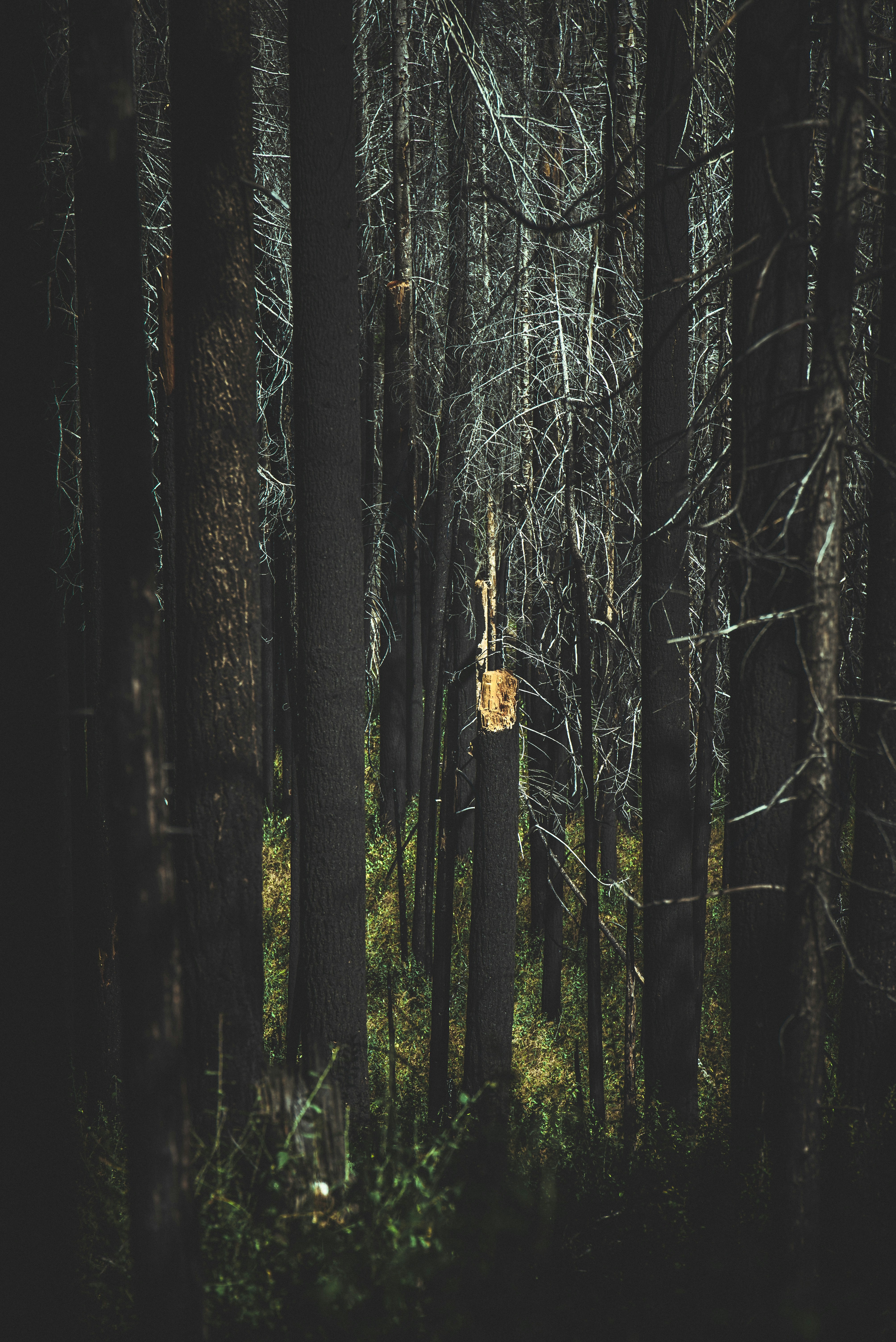 Photo by mischievous_penguins