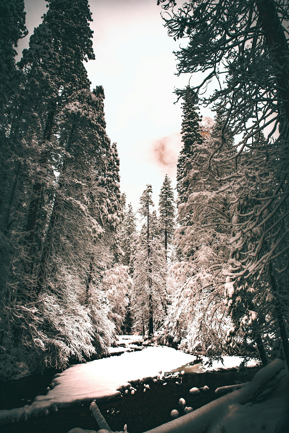 forest covered in snow
