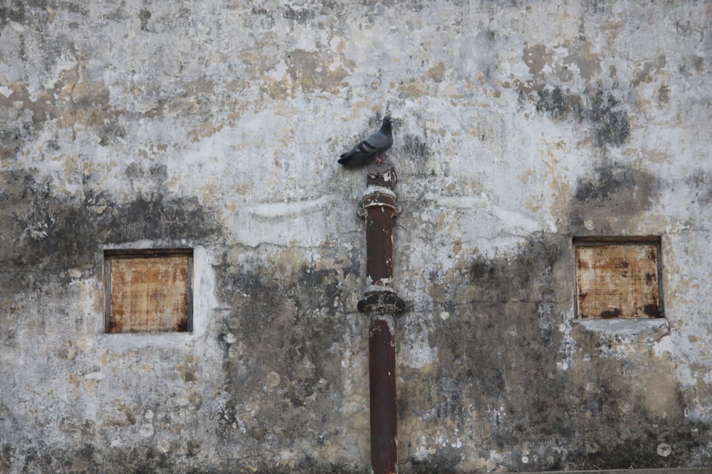 gray pigeon on wall
