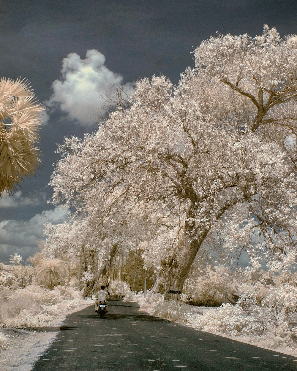 white flowering tree during daytime