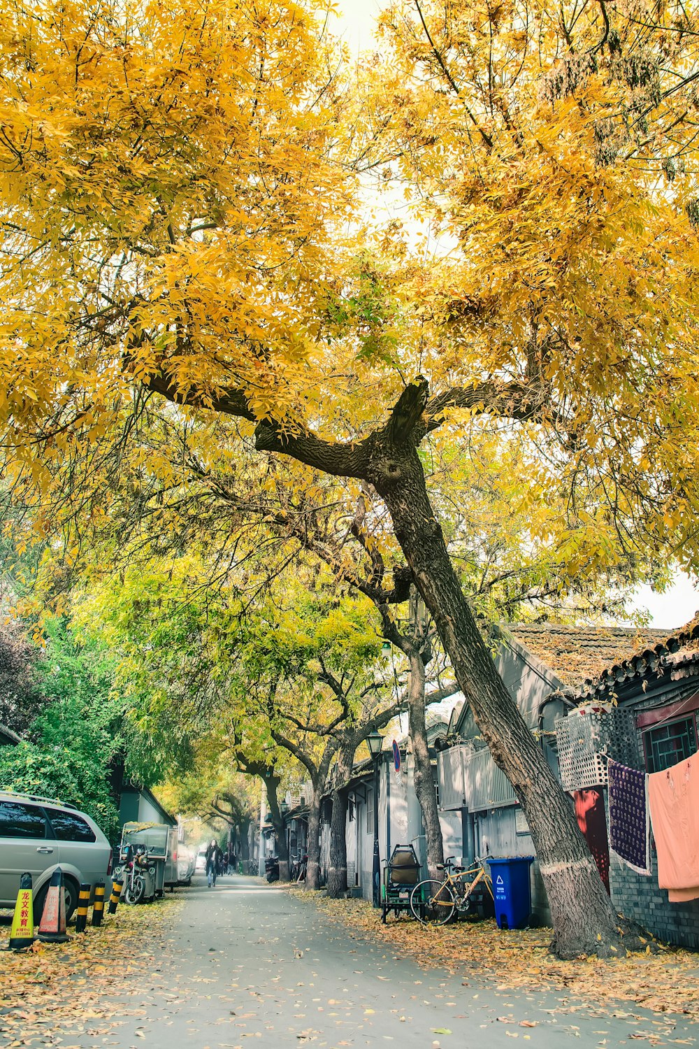 tree beside house